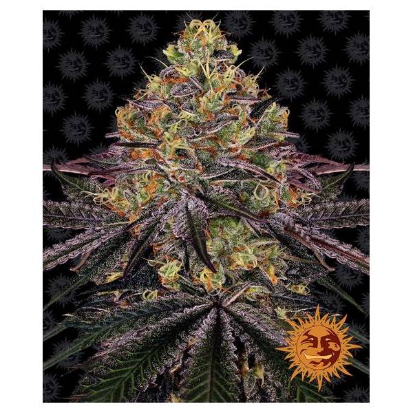 Barney's Farm - Watermelon Zkittlez - 1 auto