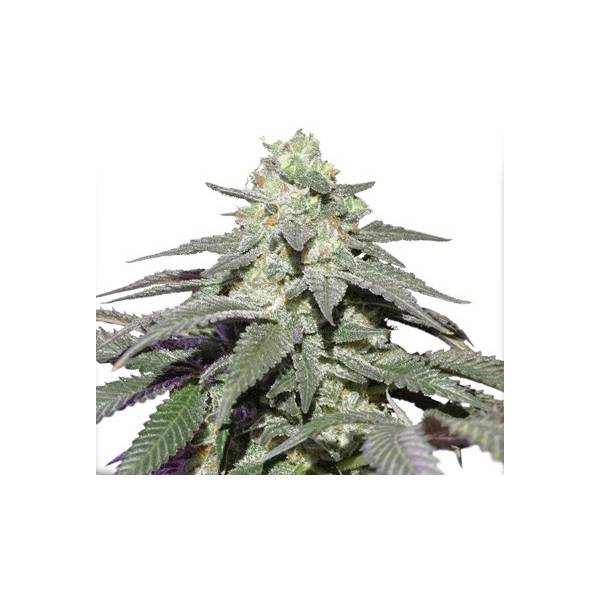 Dutch Passion - Auto SkyWalker - 3 Auto