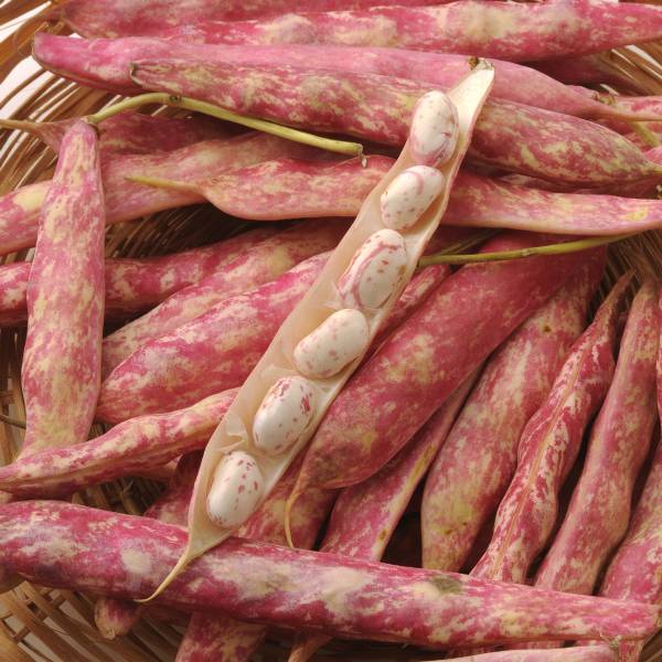 Sementi da Orto - Fagiolo Borlotto Rosso 500gr - Sem. Dotto