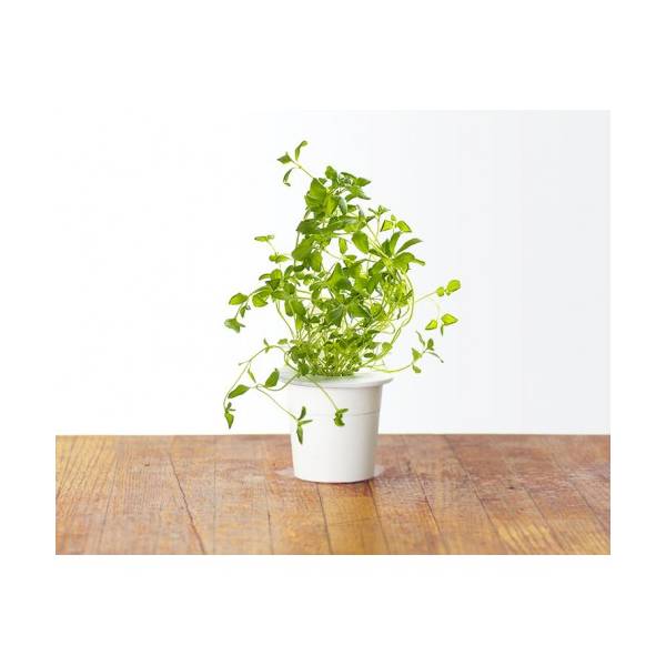 Click and Grow - Kit Semi - 3x Origano