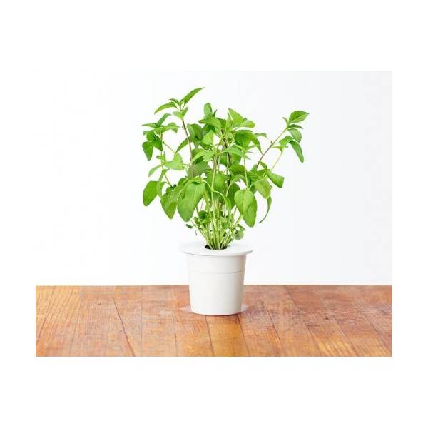 Click and Grow - Kit Semi - 3x Basilico Thai