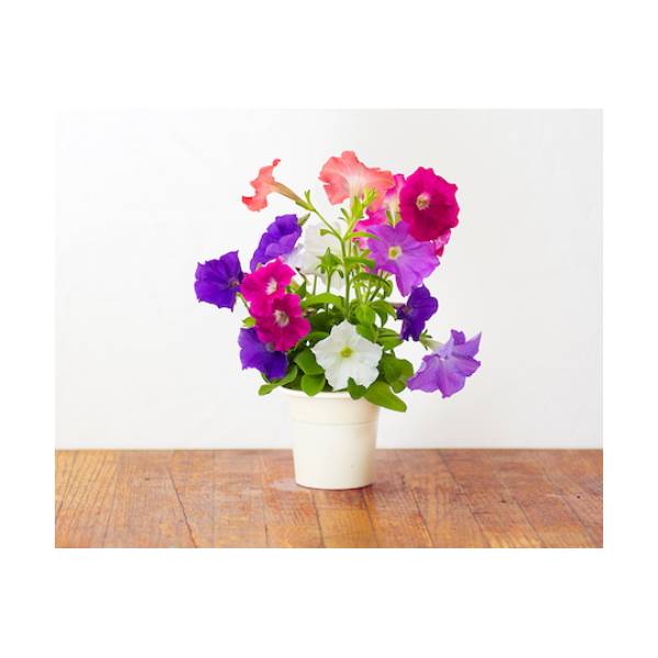 Click and Grow - Kit Semi - 3x Petunia