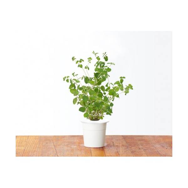 Click and Grow - Kit Semi - 3x Maggiorana