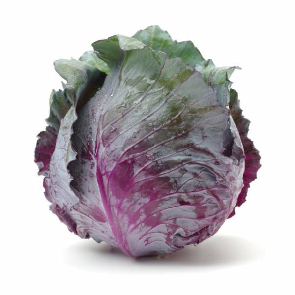 Sementi da Orto - Cavolo Verza Violaceo di Verona - Sem. Dotto