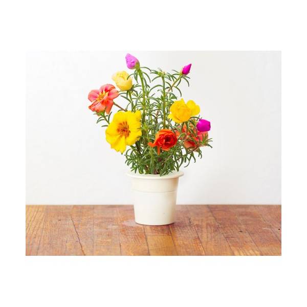 Click and Grow - Kit Semi - 3x Moss Rose