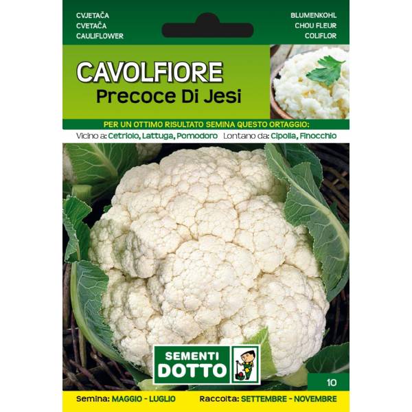 Sementi da Orto - Cavolfiore Precoce di Jesi - Sem. Dotto