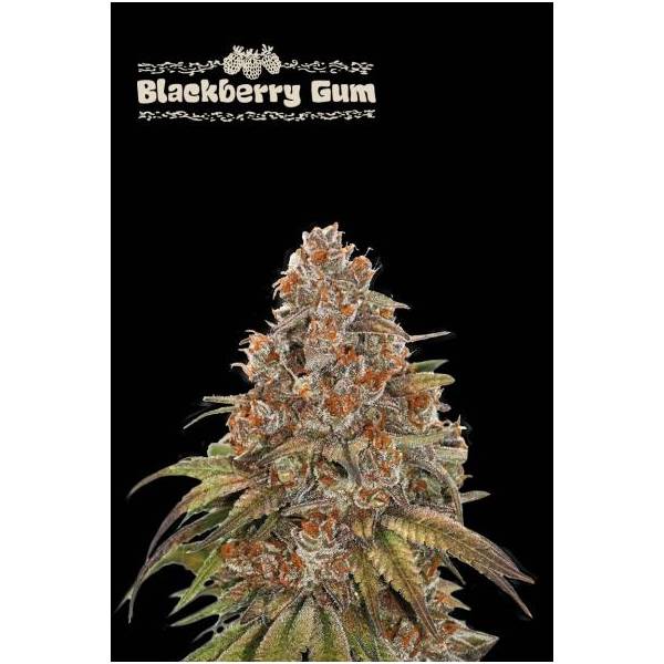 Seedstockers - Superior Auto Blackberry Gum - 1 auto