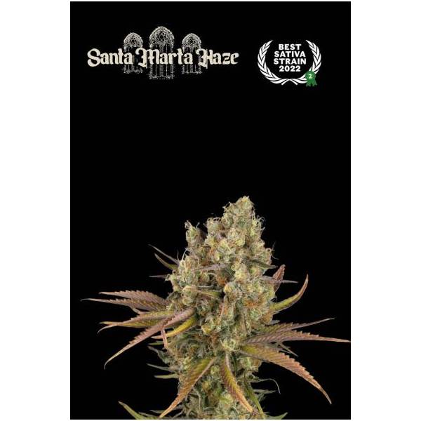 Seedstockers - Superior Auto Santa Marta Haze - 3 auto