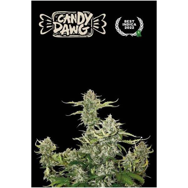Seedstockers - Superior Auto Candy Dawg - 3 auto