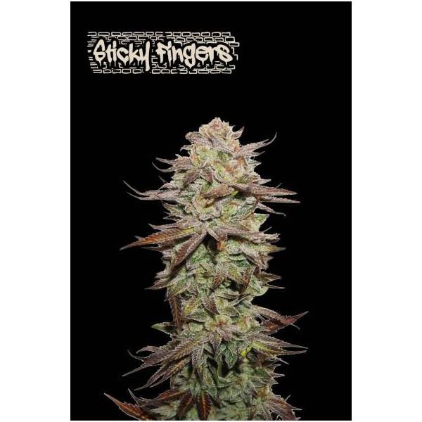 Seedstockers - Superior Auto Sticky Fingers - 1 auto