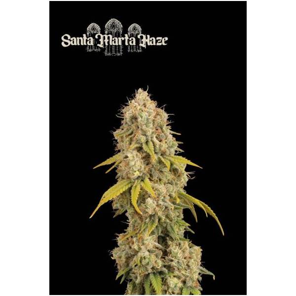 Seedstockers - Superior Santa Marta Haze - 3 fem