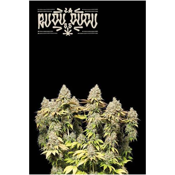Seedstockers - Superior Auto Rucu Cucu OG - 3 auto