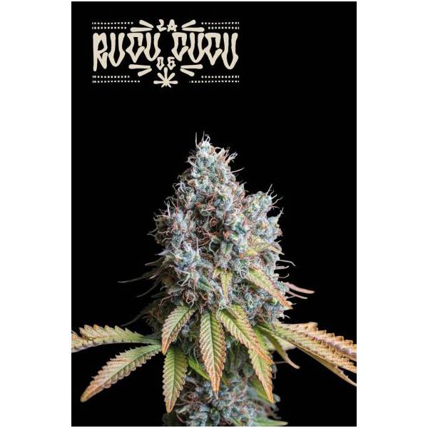 Seedstockers - Superior Rucu Cucu OG - 3 fem