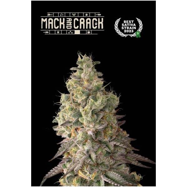 Seedstockers - Superior Auto Mack and Crack - 3 auto