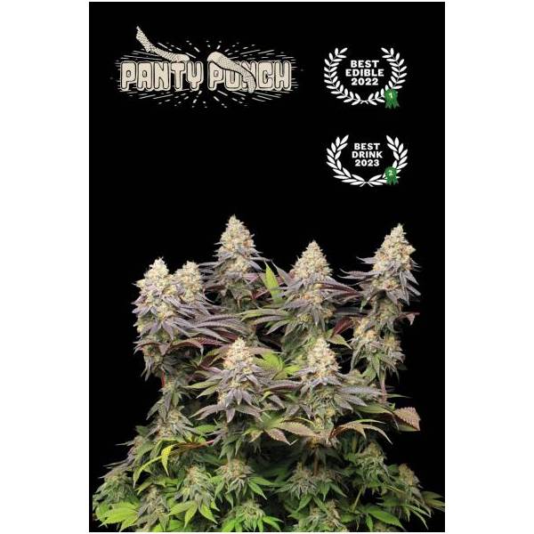 Seedstockers - Superior Panty Punch - 3 fem