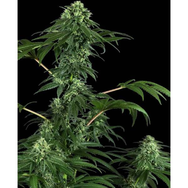 Sensi Seeds - 420 Punch - 1 fem