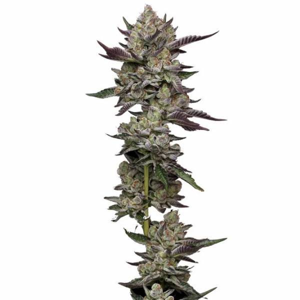 Humboldt Seed Company - Poddy Mouth - 5 fem