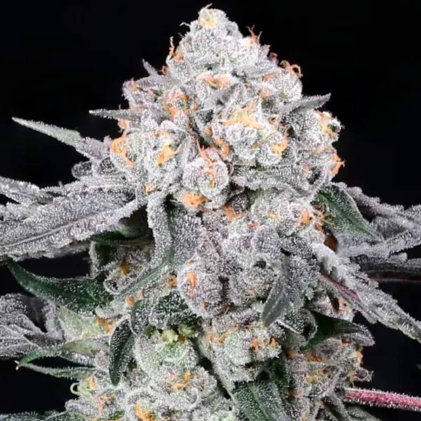 Compound Genetics - High Society - 5 Fem