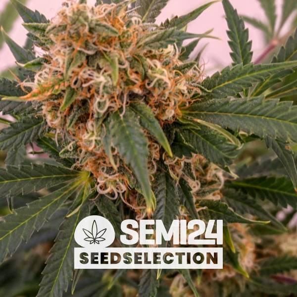 Semi24 Seedselection - Auto Gorilla - 3+1 Auto