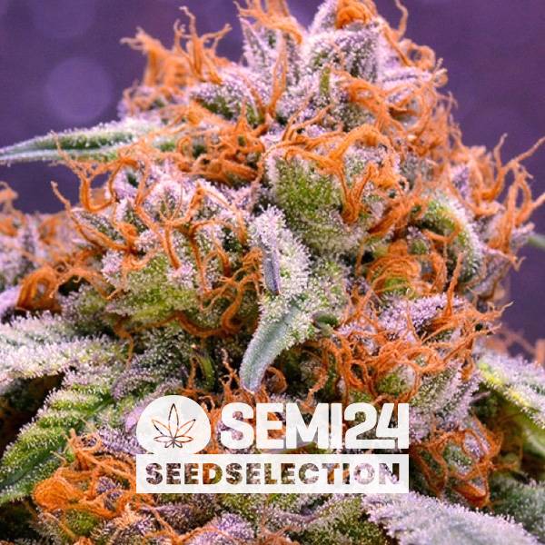 Semi24 Seedselection - Grand Daddy Purple - 10+4 Fem