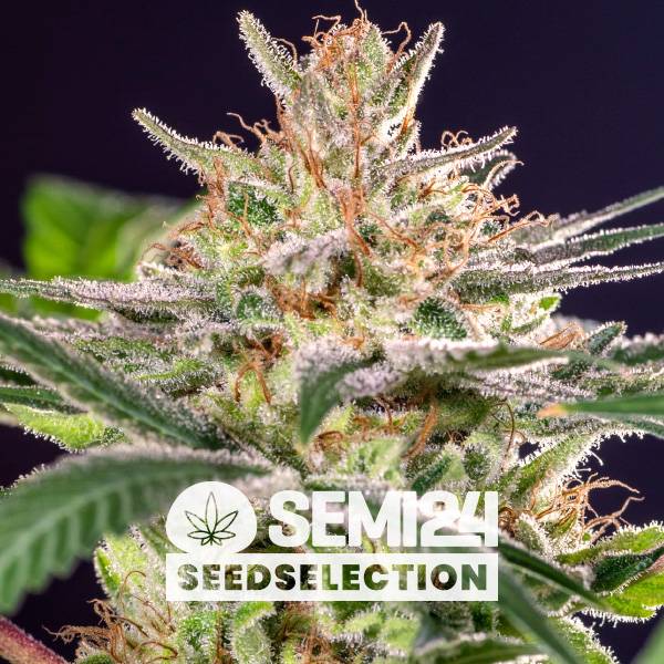 Semi24 Seedselection - Forum Cookies x Cheese - 3+1 Fem