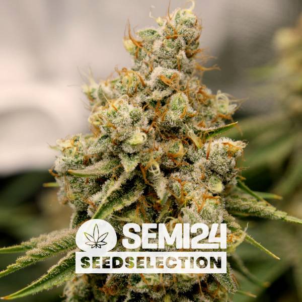 Semi24 Seedselection - Strawberry Amnesia - 3+1 Fem