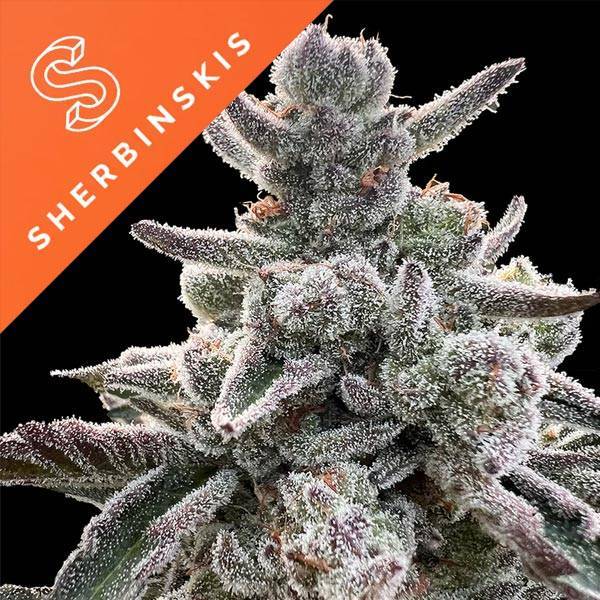 Silent Seeds - Polar Gelato by Sherbinskis - 3 fem