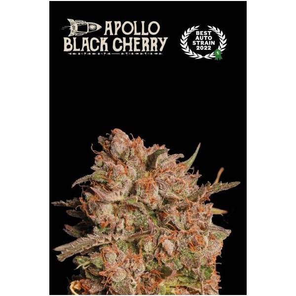 Seedstockers - Superior Auto Apollo Black Cherry - 1 auto