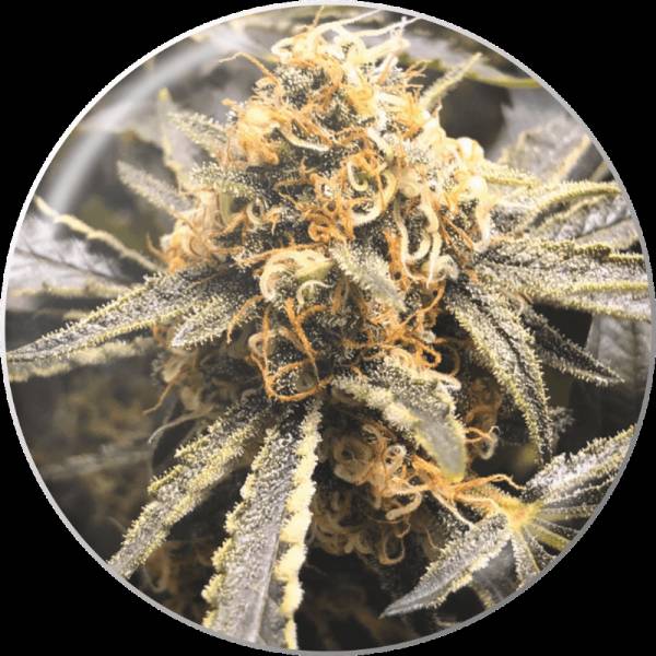 Medical Seeds - Recovery CBD - 3 Fem