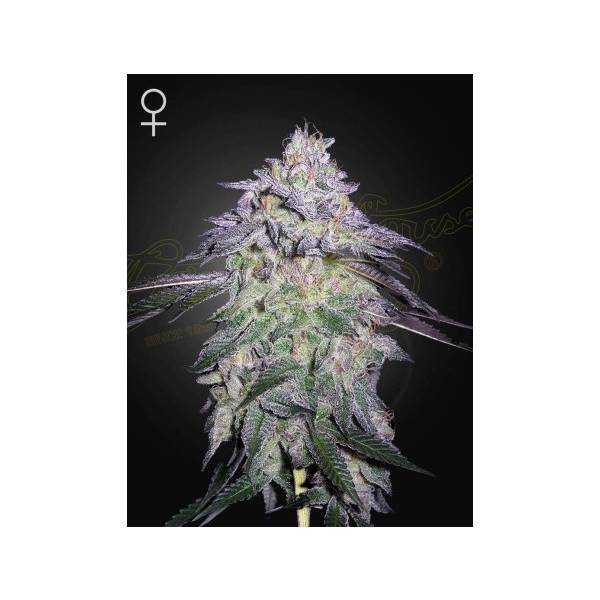 Green House - Nori Cake - 5 Fem