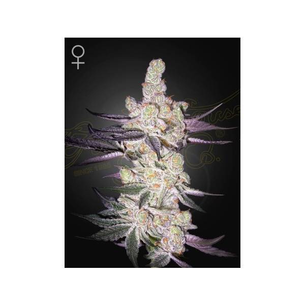 Green House - Razuberi - 10 Fem