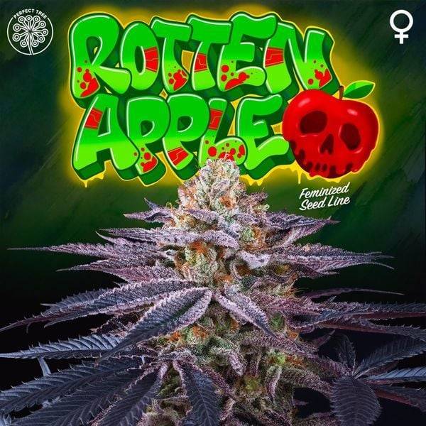 Perfect Tree - Rotten Apple - 6 Fem