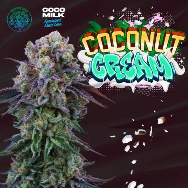 Perfect Tree - Coconut Cream - 6 Fem
