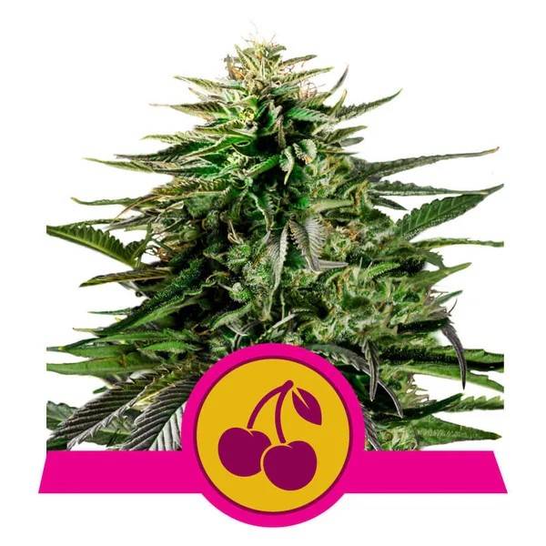 Royal Queen Seeds - Cherry Pie - 5 fem