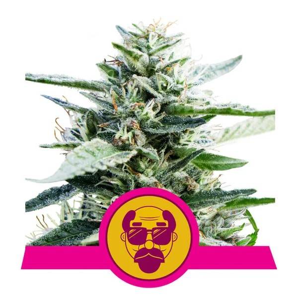 Royal Queen Seeds - Granddaddy Purple - 5 fem