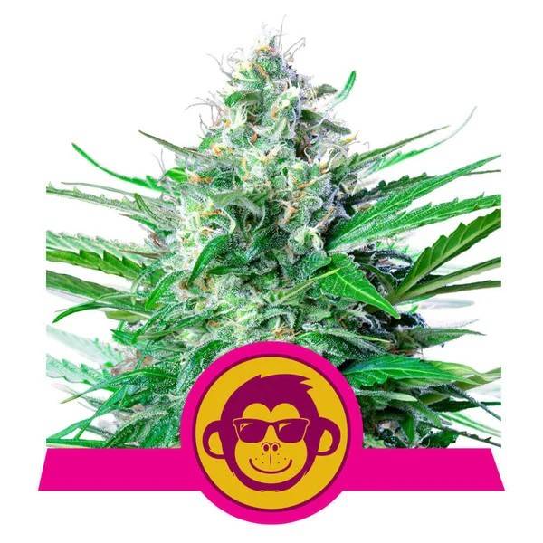 Royal Queen Seeds - Grape Ape - 1 fem