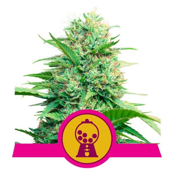 Royal Queen Seeds - Pink Runtz - 3 fem