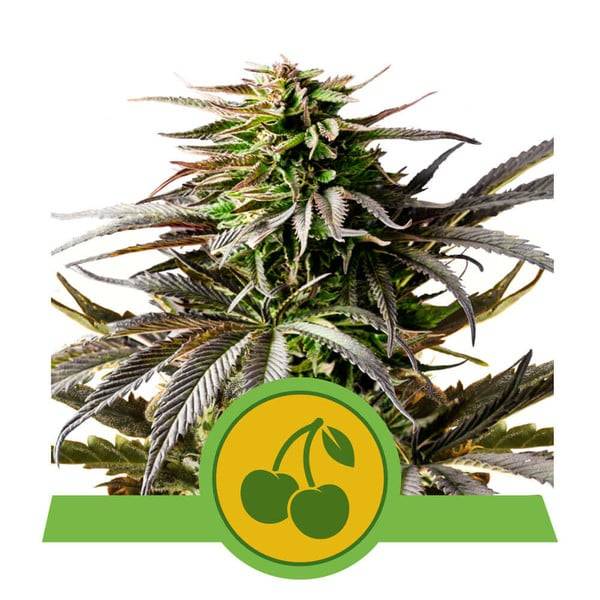Royal Queen Seeds - Cherry Pie - 3 auto