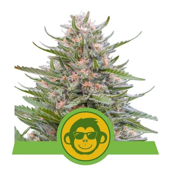Royal Queen Seeds - Grape Ape - 5 auto