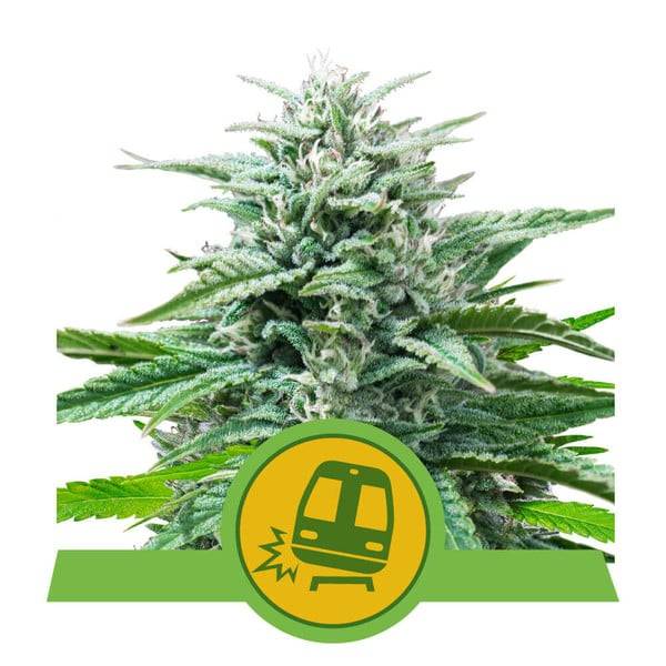 Royal Queen Seeds - Trainwreck - 5 auto
