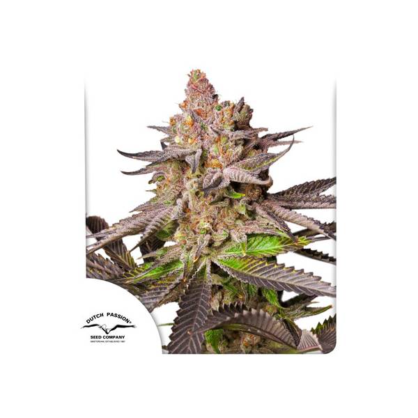 Dutch Passion - Melonade Runtz - 10 fem
