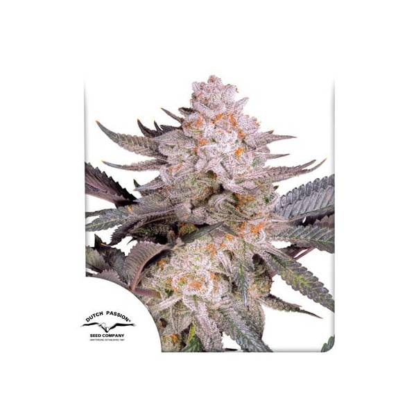 Dutch Passion - Orange Bud 2.0 - 3 fem