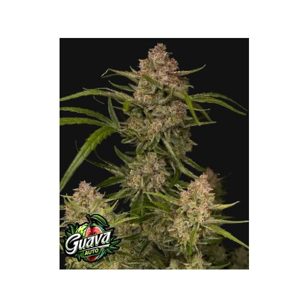 Fast Buds - Guava Auto 10