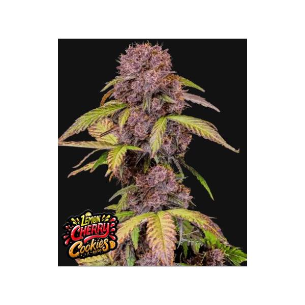 Fast Buds - Auto Lemon Cherry Cookies - 1 auto