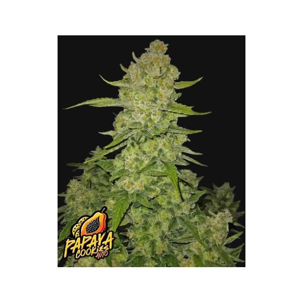 Fast Buds - Papaya Cookies Auto 1