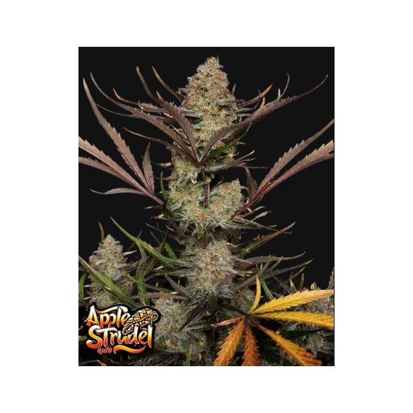 Fast Buds - Apple Strudel Auto 3