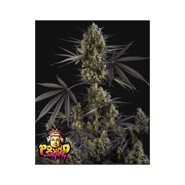 Fast Buds - Pound Cake Auto 3