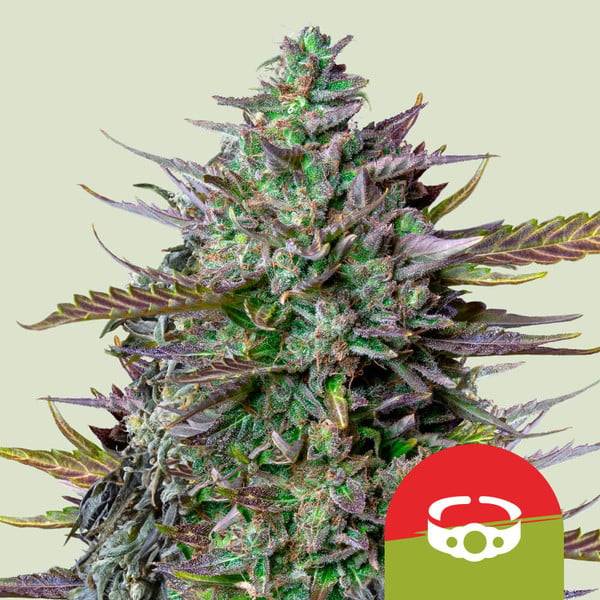 Royal Queen Seeds - GOAT'Lato "Tyson 2.0" - 5 auto
