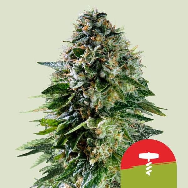 Royal Queen Seeds - Corkscrew "Tyson 2.0" - 5 auto
