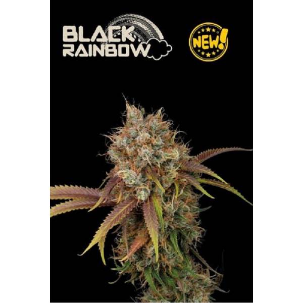 Seedstockers - Superior Auto Black Rainbow - 3 auto